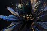 fleur noir фотография