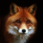 fox_tale фотография