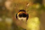 bumblebee фотография
