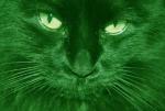 Green Cat фотография