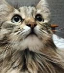 Инесска фотография