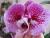 orhideya фотография